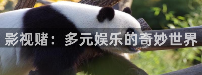 乘风破浪6观看星辰影院
